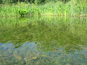 Hydrilla in West Creek Reservation